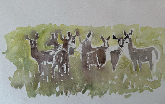 Waterbucks, Akvarell